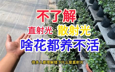 散射光 植物|养花常说的“散射光”是什么光？哪些地方符合散射光要。